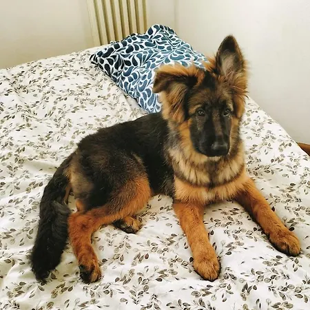 Domu Mia Appartement Cattolica